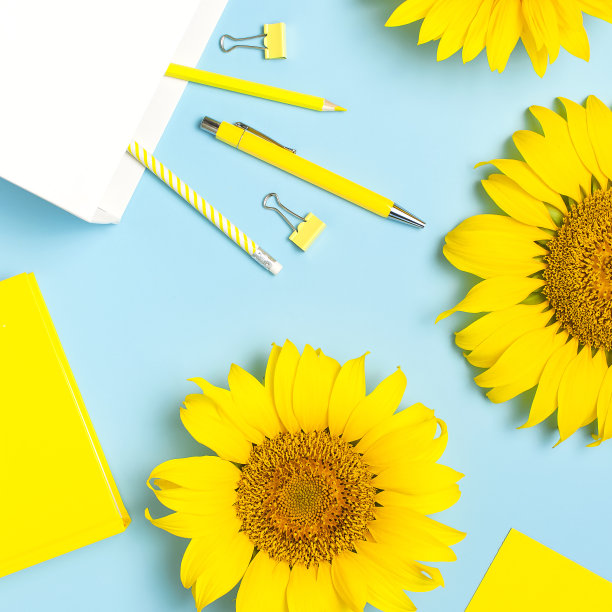 俯视图平面布局的工作空间办公桌风格设计与向日葵，白色纸袋铅笔钢笔笔记本日记纸夹在蓝色的背景。教育概念文具。向日葵自然背景图片下载