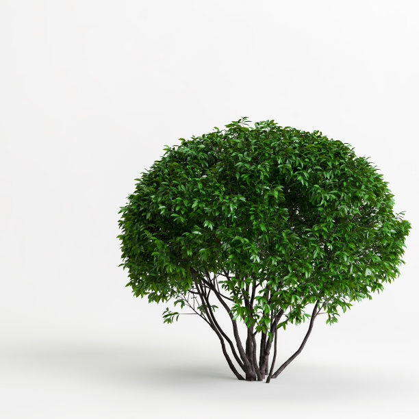 3d插图灌木孤立在白色黑地图片下载