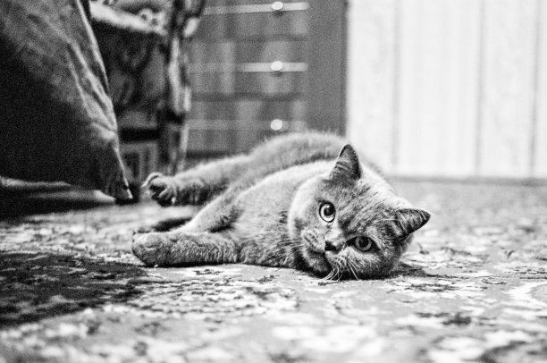 英国短毛猫躺在地板上的照片拍摄的黑白胶片图片下载