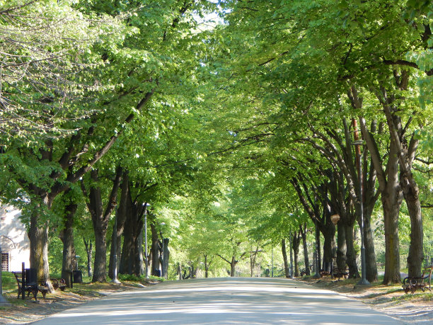 公园里有树的小巷。春天，绿树成荫的人行道穿过公园图片下载
