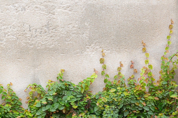 混凝土背景上的绿色树木，古老的绿叶植物或树木生长和树枝混凝土与沙墙或地板和地面室内装饰或自然外部建筑和框架墙纸背景在家里或酒店图片下载