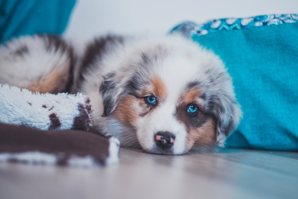 疲倦的澳大利亚牧羊犬小狗躺在毯子上享受梦乡。这只棕色、黑色和白色相间的小狗看起来很无聊，等待着一些行动。蓝默尔图片下载