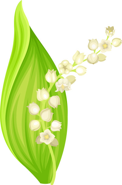 铃兰的山谷可能百合花的象征图片下载