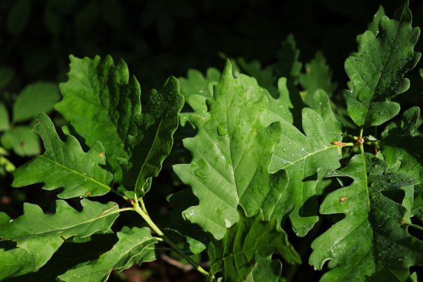 绿色橡树叶子特写与黑色背景图片下载