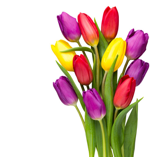 五彩缤纷的春天花朵，灰色背景上的郁金香。图片下载