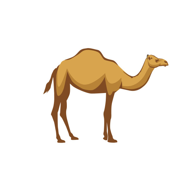 阿拉伯骆驼动物图片下载