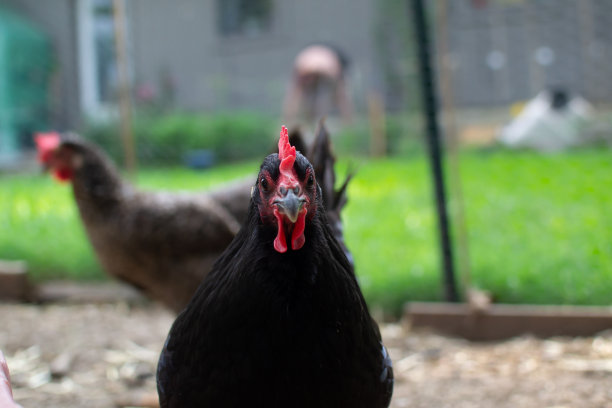 判断鸟图片下载