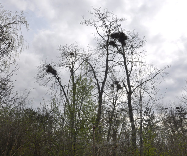 乌鸦在老树上筑巢图片下载