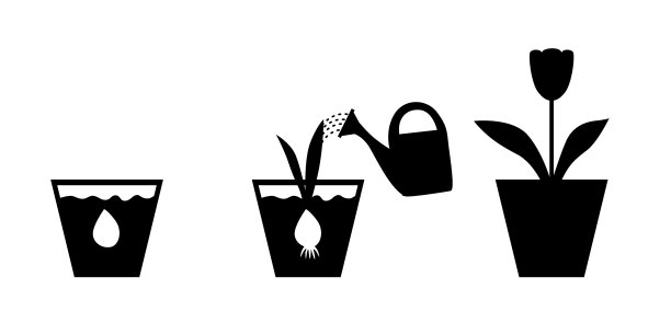 在花盆中种植带有球茎的郁金香芽图片下载