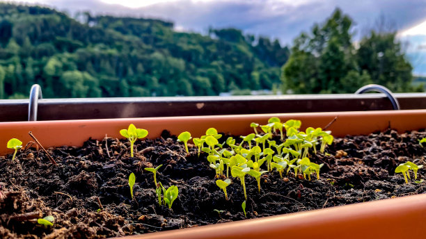 罗勒幼苗生长在阳台的花盆里。图片下载