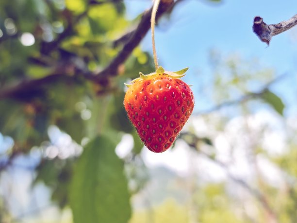 植物上的新果芽是绿色的图片下载