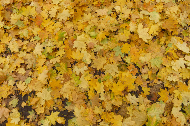 十一月的时候，地上有很多黄色的枫叶图片下载