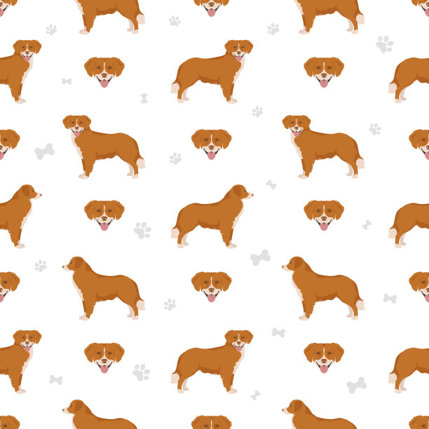 新斯科舍鸭鸣寻回犬无极图片下载