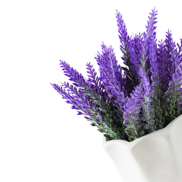 薰衣草植物，孤立在白色背景。薰衣草花盆。花卉家居装饰，带花的贺卡图片下载