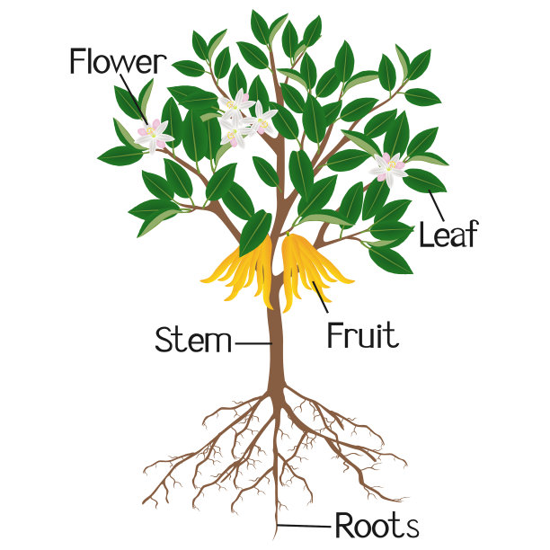 柑橘树的部分图片下载