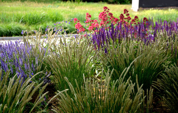 五彩缤纷的草原花床在城市环境吸引昆虫和蝴蝶，覆盖在砾石。在精油的角落里，巨大的巨石阻碍着边缘的交叉图片下载
