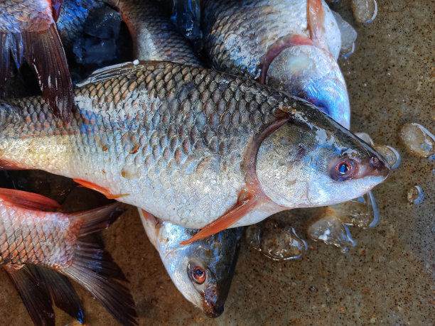 在印度鱼市上，一大堆新鲜收获的冰镇罗虎鱼在出售拉比奥罗希塔鱼堆HD图片下载