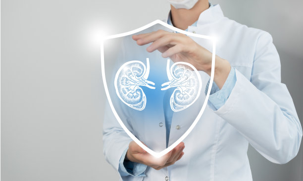 无法辨认的女医生手持盾牌和图形虚拟可视化肾脏器官在手中。图片下载