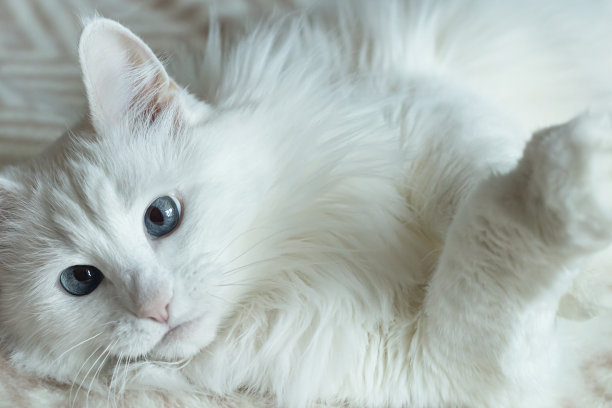 家猫肖像：白色蓬松的纯种猫图片下载