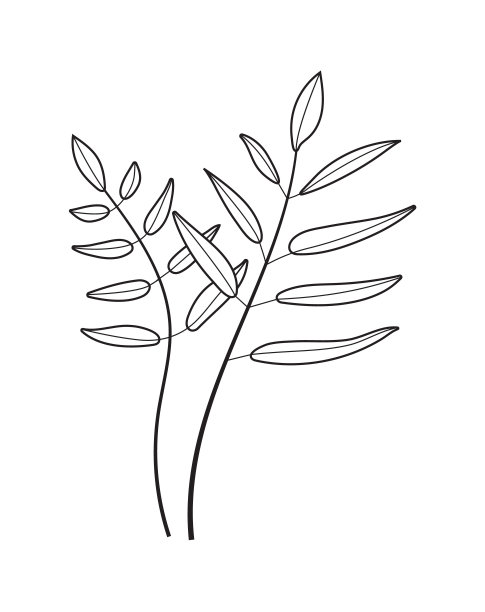 植物墙艺术抽象向量。波西米亚分支向量在线条艺术风格。民族部落仙人掌手绘风格图片下载