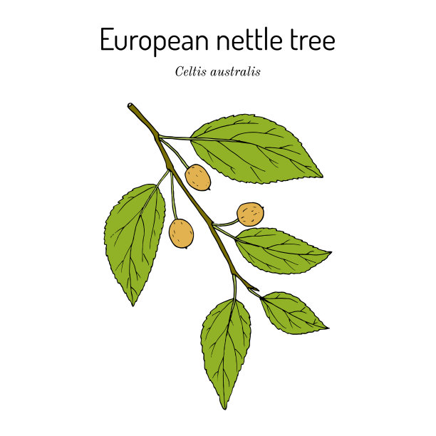 欧洲的荨麻树或地中海的杨梅图片下载