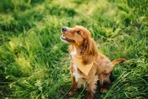 自然界的可卡犬。图片下载