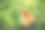 自然界的可卡犬。图片下载