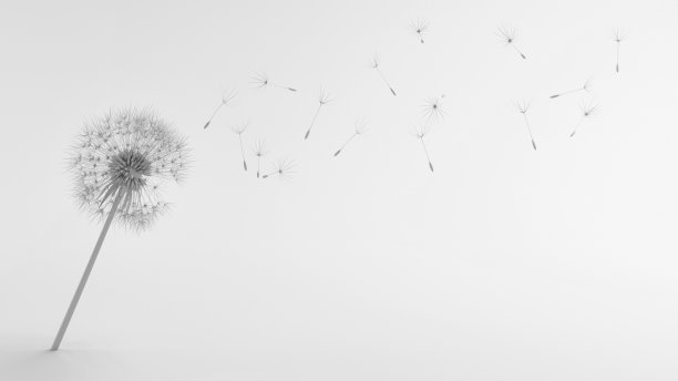 蒲公英图片下载