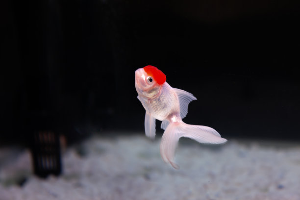 金鱼水族馆。黑色背景的金鱼图片下载