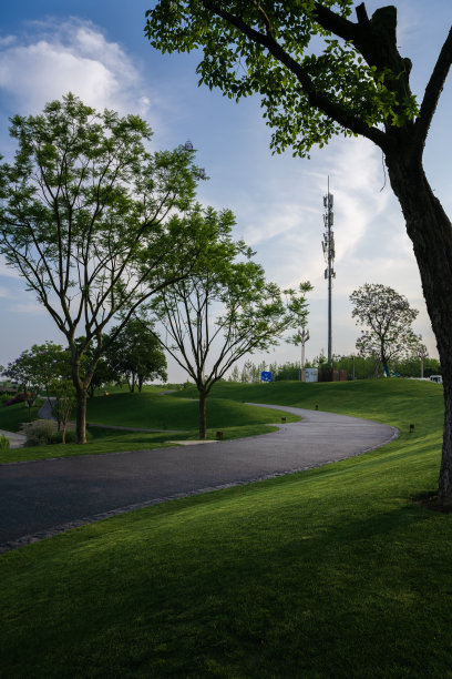 阳光明媚的日子里有树和草图片下载