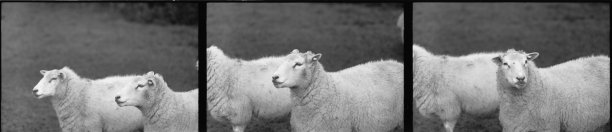 绵羊黑白，35毫米图片下载