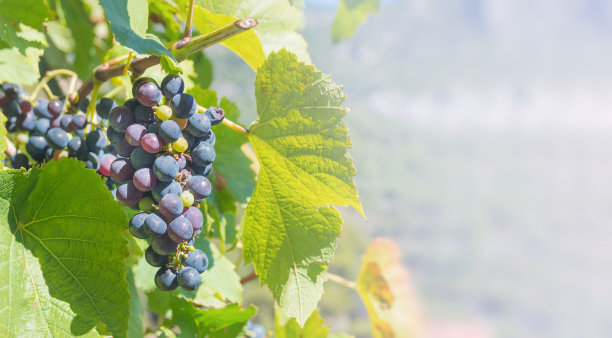 在阳光下，一串串成熟的葡萄和绿色的葡萄叶子。葡萄园。图片下载
