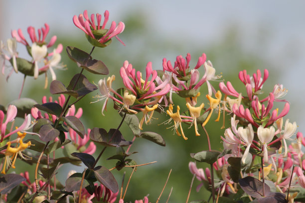 山羊叶金银花(忍冬)在花园植物特写图片下载