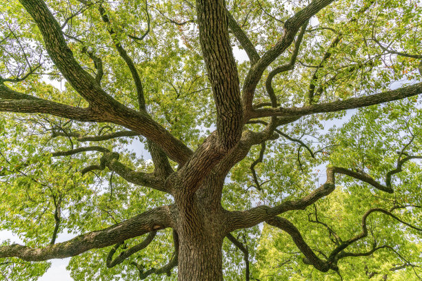 蓝天白云下绿树成荫图片下载