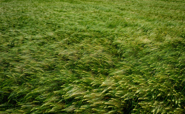 麦粒田在夏天阳光明媚的日子图片下载
