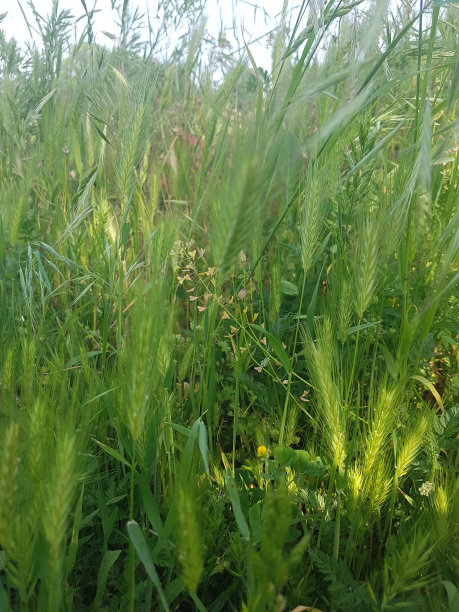 杂草丛生丛生的杂草图片下载