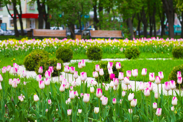 城市公园花坛装饰。与郁金香花圃。景观设计图片下载