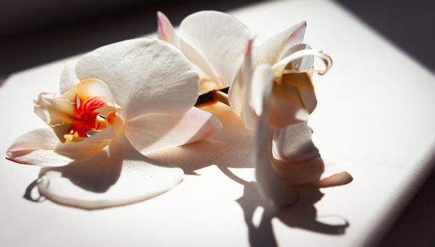 棕色背景上的大型白色兰花图片下载