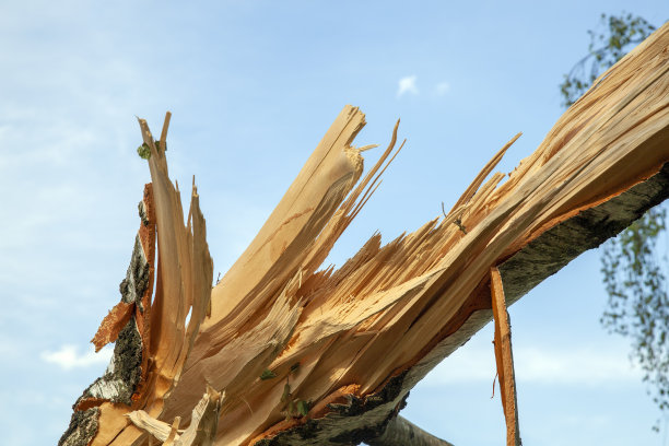 在暴风雨和飓风中折断的树图片下载