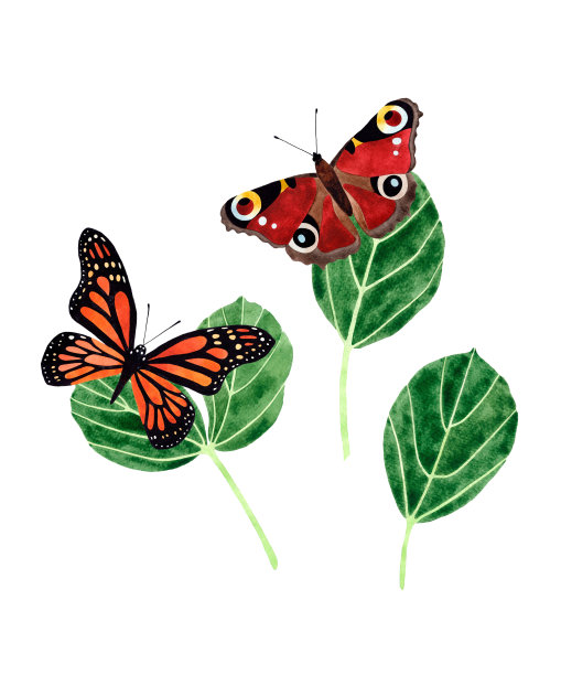 手绘水彩插图组成君主和孔雀蝴蝶俯瞰树叶。蝴蝶。孤立在白色背景。图片下载
