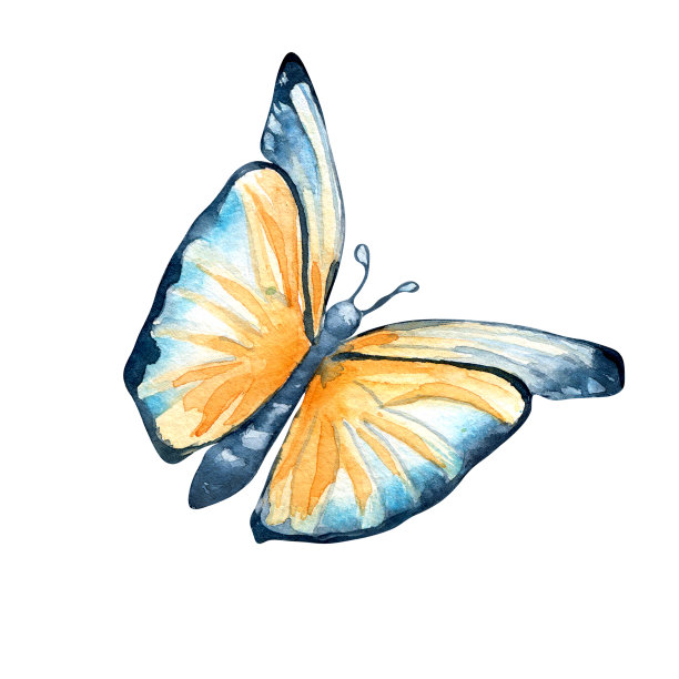 草地蝴蝶水彩插图在白色背景。图片下载