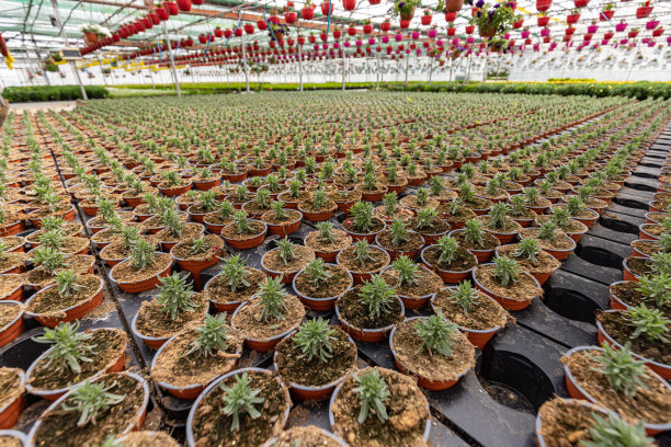 苗圃里一排排栽着薰衣草的花盆图片下载