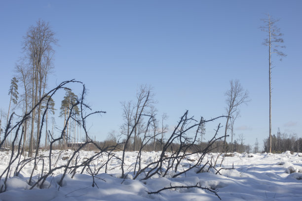 砍伐森林的冬季景观。干树枝从雪中伸出来。图片下载