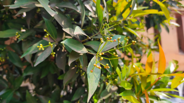 路边的树木照片图片下载