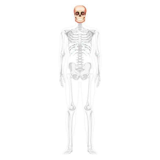 人的头部头骨骨骼正面视图与侧手部分透明的身体位置。在解剖学上正确的。傻瓜现实的平面自然颜色概念矢量插图孤立在白色背景图片下载