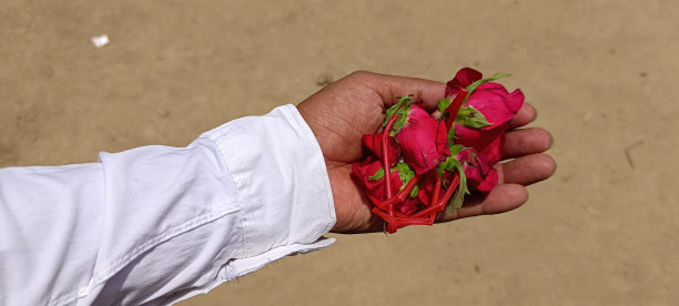 红玫瑰花朵图片下载