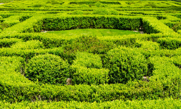 在老花园里修剪黄杨木灌木图片下载