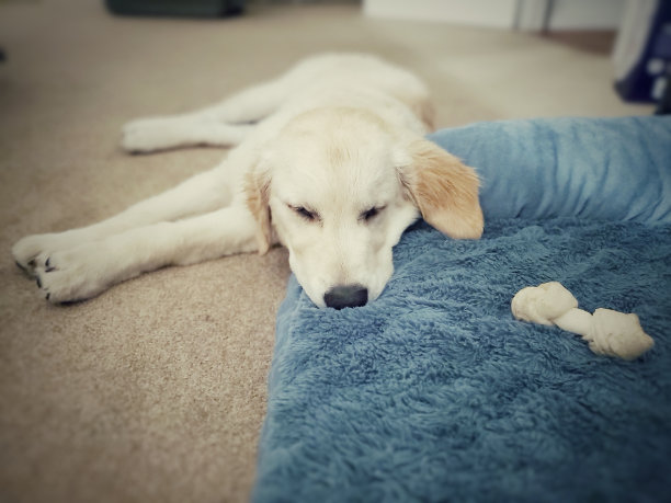 小狗睡觉图片下载