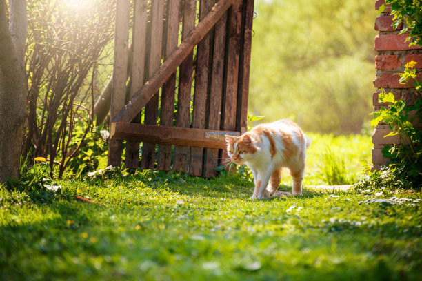 走在后院草地上的红家猫图片下载