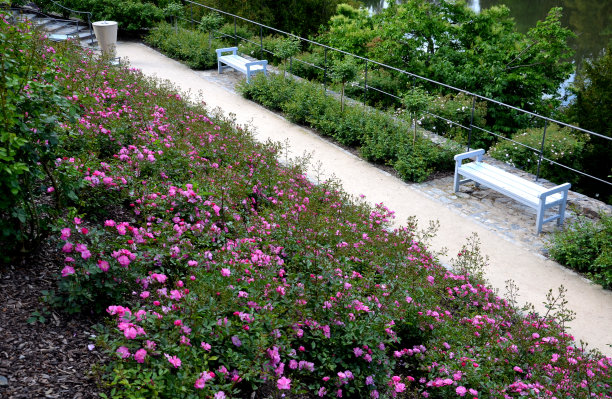 公园里灰色石路面上的木凳，低矮的挡土墙由斑岩堆砌而成。带有玫瑰念珠的观赏花园。地被植物，树和攀缘玫瑰在念珠与锻造的金属图片下载